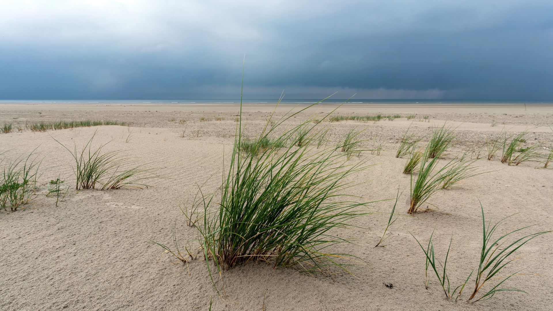 Gewöhnlicher Strandhafer (Ammophila arenaria), Langeoog &ndash; Foto: &copy; Roland Rodenberg