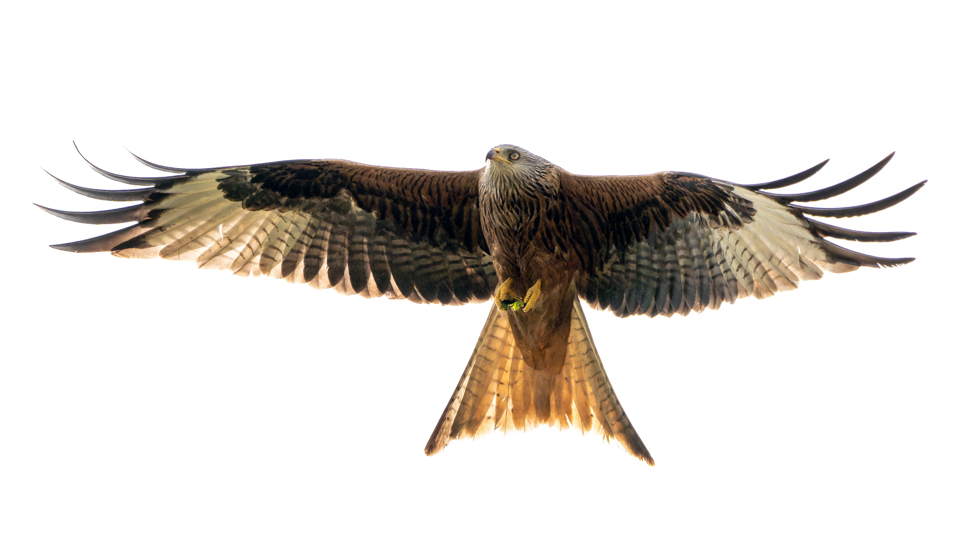 Rotmilan (Milvus milvus), Wiesbaden-Freundenberg &ndash; Foto: 
&copy; Roland Rodenberg